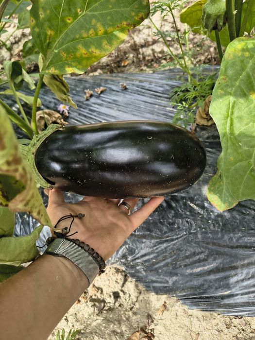 Vinete Aragon de vânzare