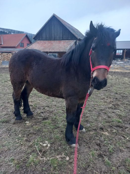 Vand manz 2 ani ,animal cuminte