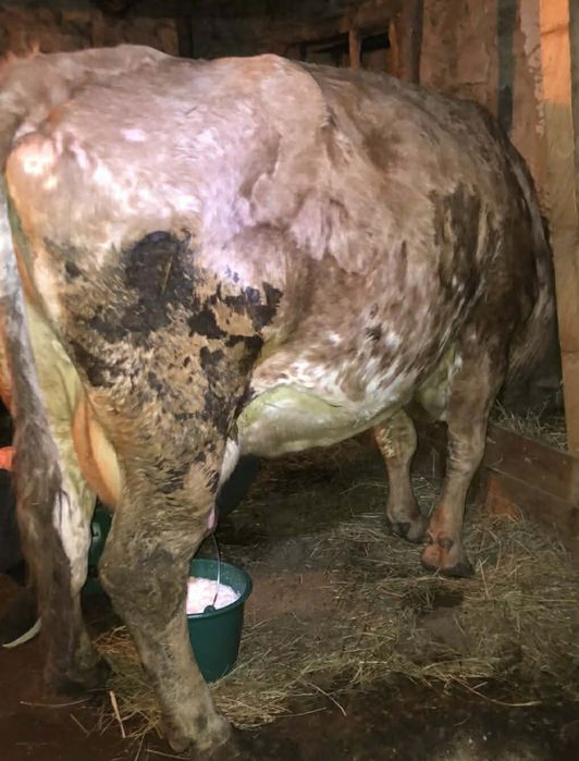 Vând vaca buna de lapte