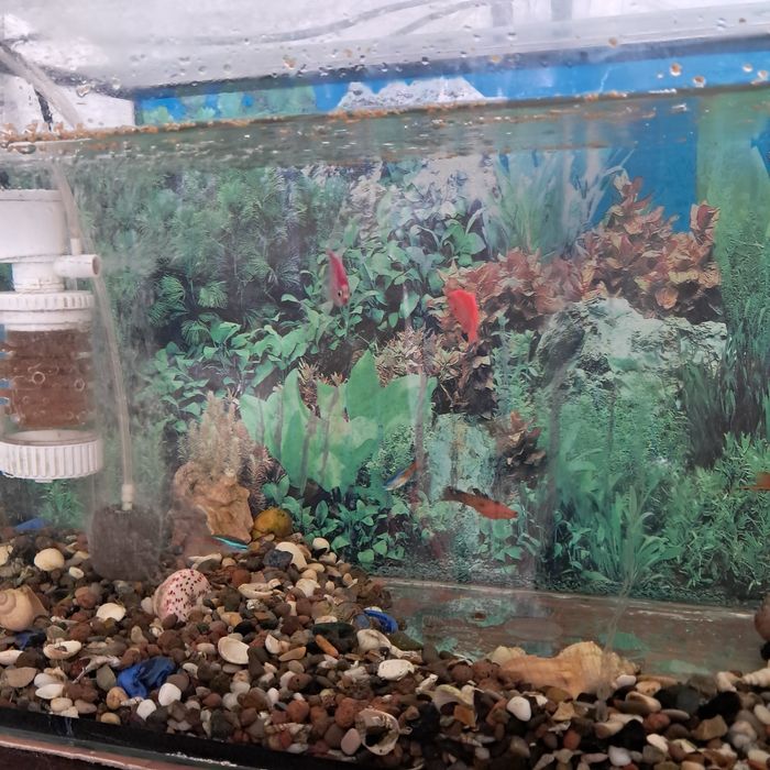 Продам аквариум вместе с рыбками