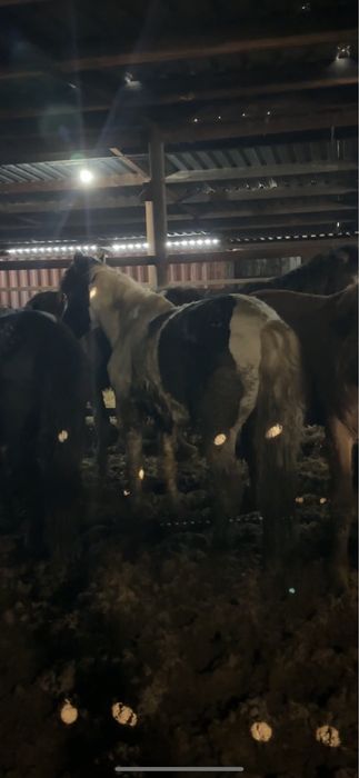 Жеребец (ала) 3 года