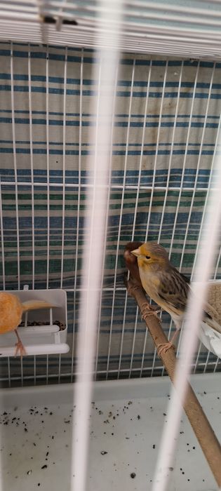 Продаётся Канарейка