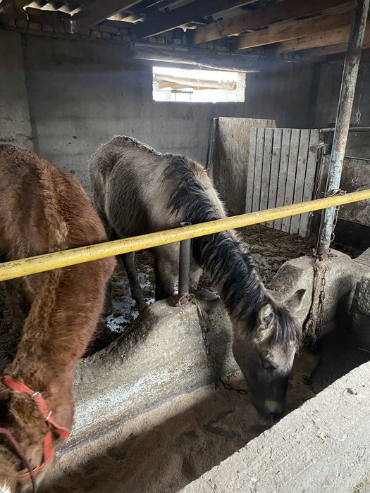 3 бас еркек жабағы сатылады срочна