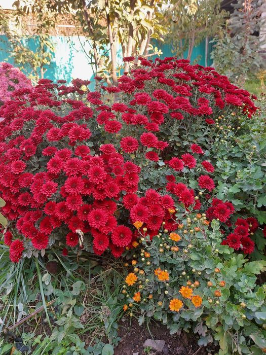 Хризантема отросток саламын.