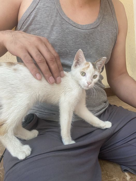 Отдам даром котенка