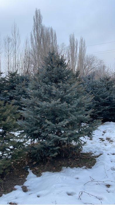 Голубая ель blue deamond, от 1-10 метров