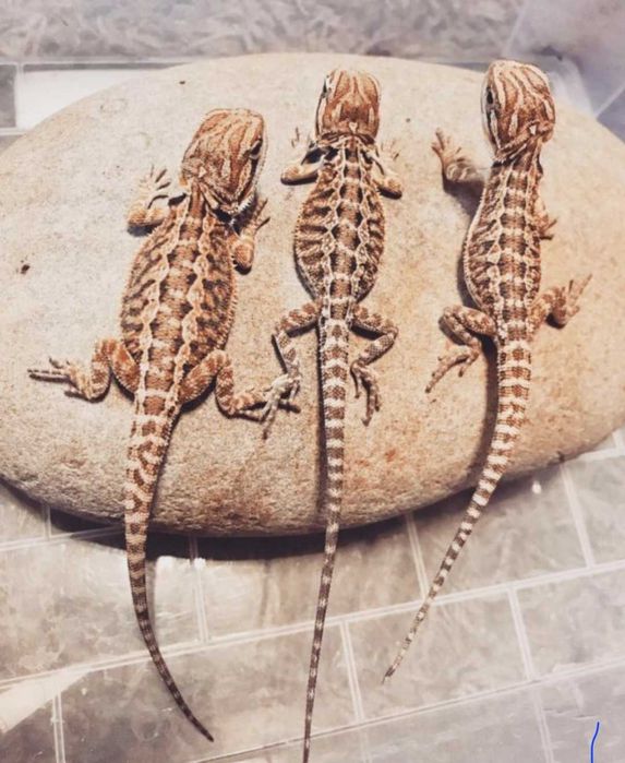 Бородатая Агама малыши