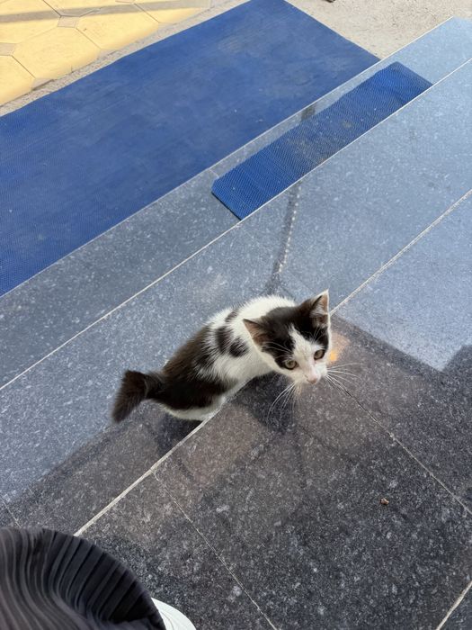Котенок бесплатно