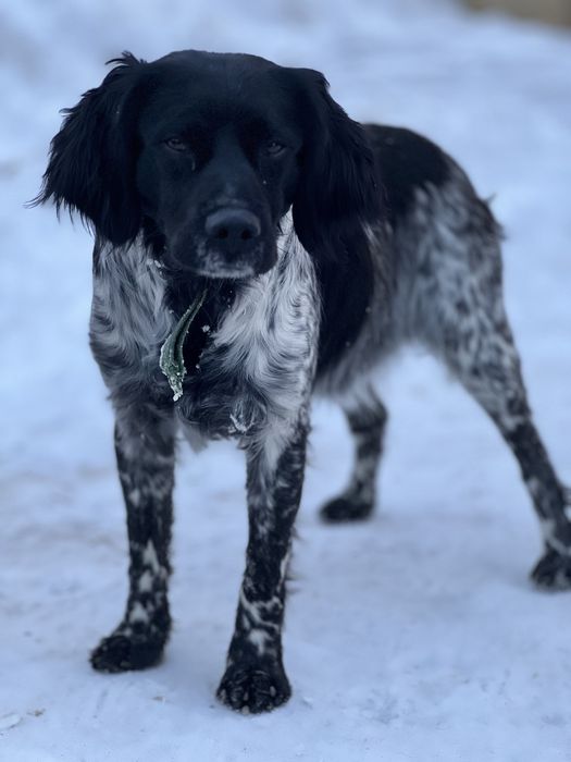 Бретонский эпаньол охотничья собака