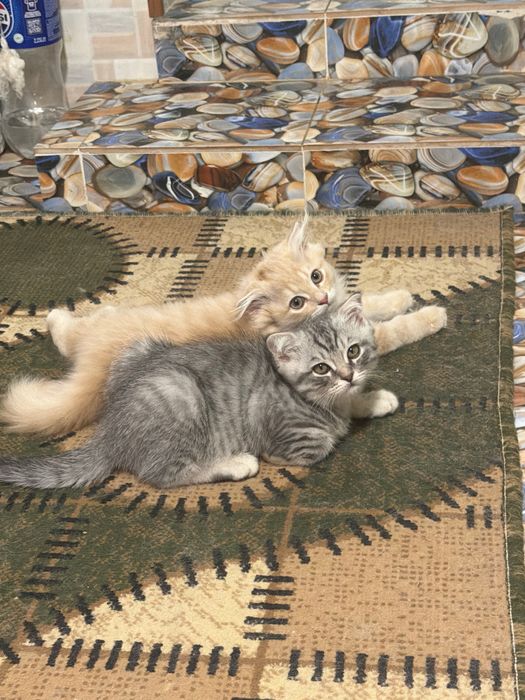 Продаются котата скотиш фолд