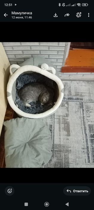 Продается кошка веслоухая