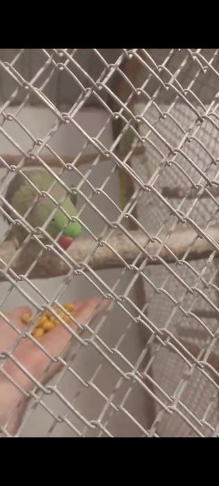 Александрийские попугаи