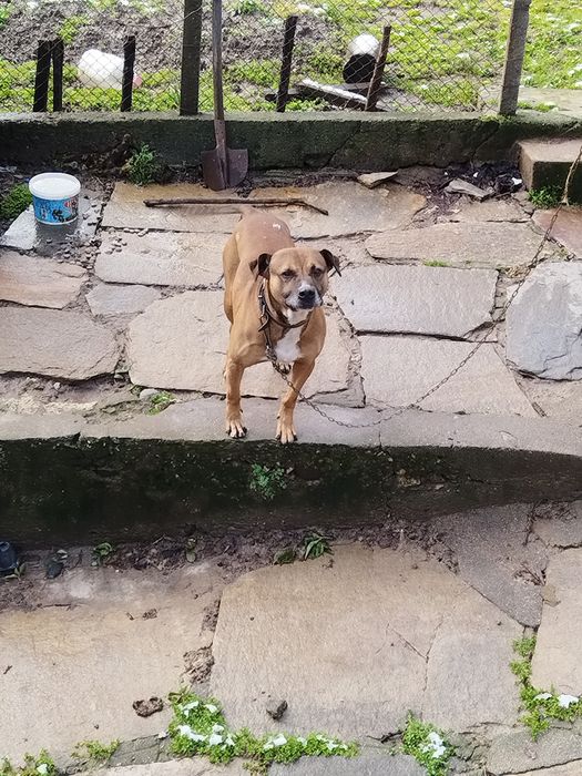 Подарявам куче питбул