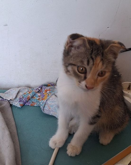 Отдам даром хороших руках