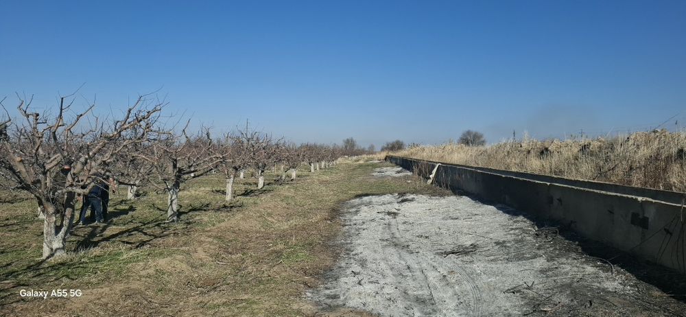 Яблоневый сад, кх