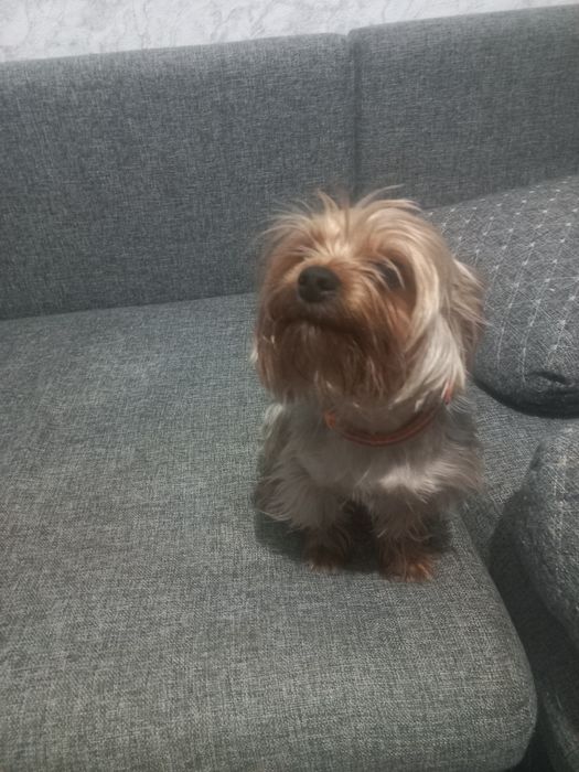 Вязка собак Йоркширский терьер