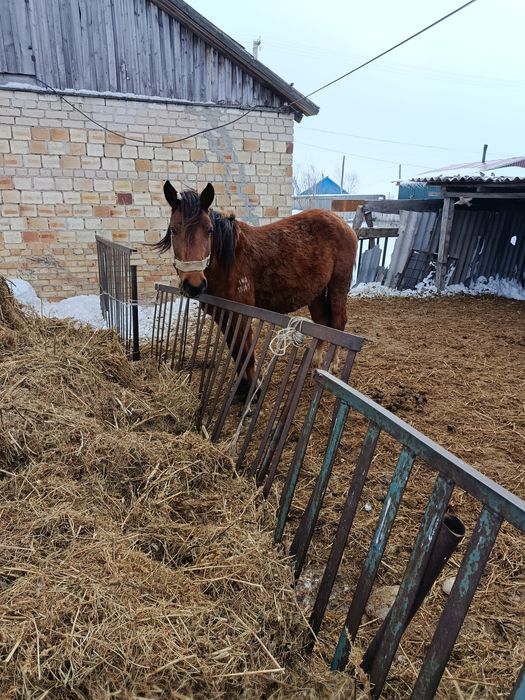 Продам кобылу с жеребенком