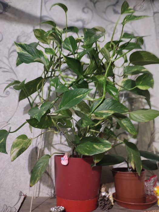 Цветы комнатные взрослые