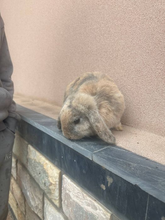 Karlik baran quyonlari