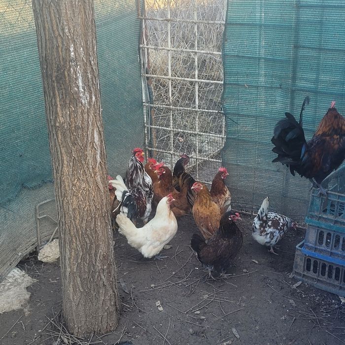 Gaini pitice  mii de flori