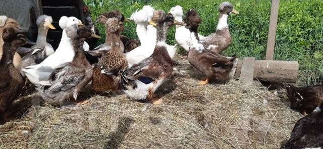 Утки    Хохлатые