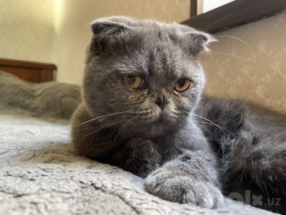 Котенок шотландский вислоухий