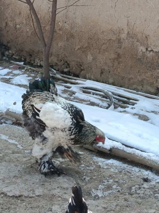 Продаются куры порода брама