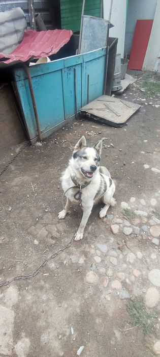 Продается западно сибирская лайка