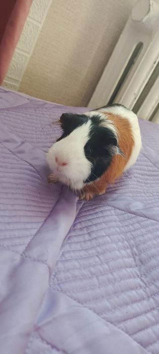 Продам морских свинок