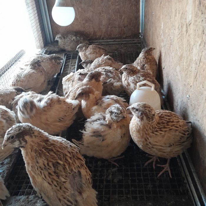 Продам самцов перепелов 500т.за голову.