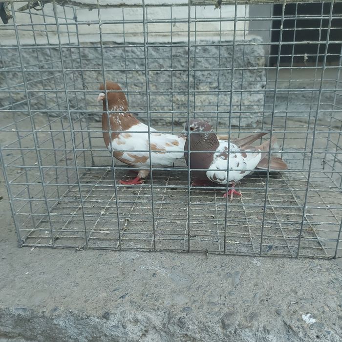 Навати лет с игрой гарантия