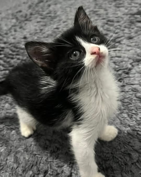 Котенок мальчик отдается в добрые руки