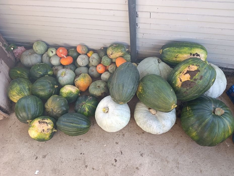 Продам тыква дачная