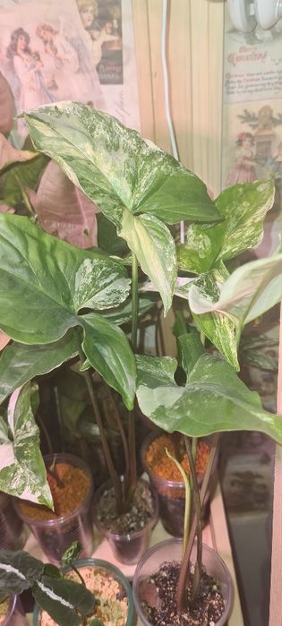 Продам молодые сингониумы разных сортов