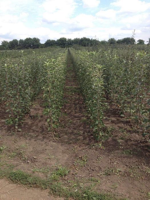 Pomi fructiferi măr păr prun cireș vișin cais piersic  nuc dud alun