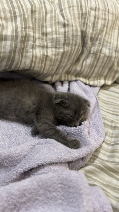 Вислоухий котенок