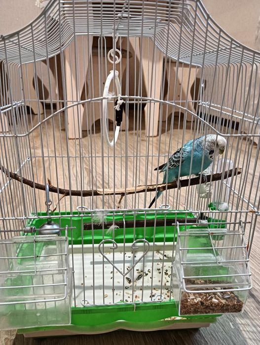 Попугай волнистый