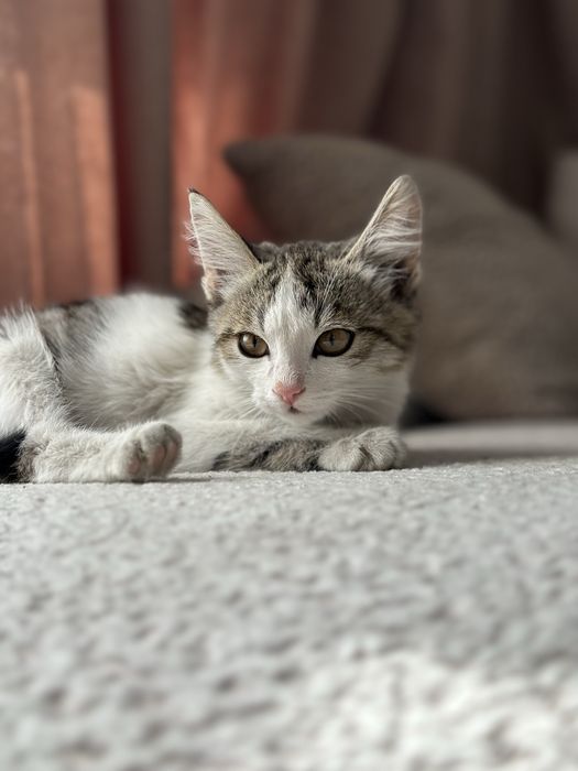 Котенок мальчик 2 -2.5 месячный