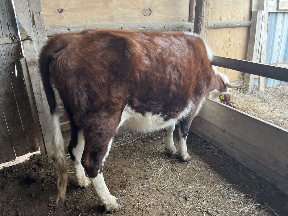 Сиыр корова Бұзаулы сиырлар