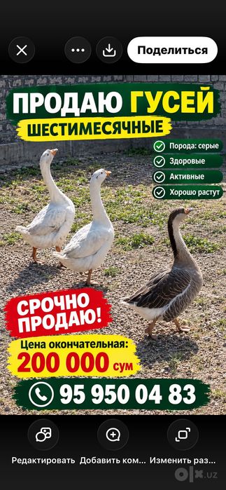 Куры несушки вес по 2 кг и выше