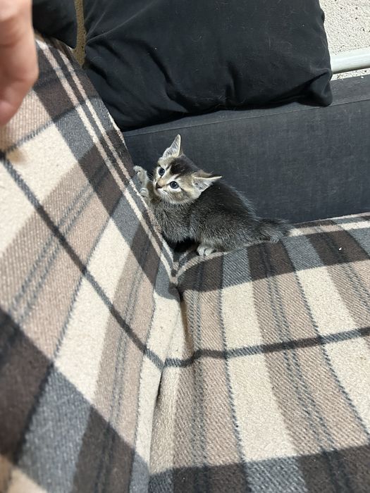 Отдам котят в хорошие руки. Мальчики, 1,5 месяца. К лотку приучены.