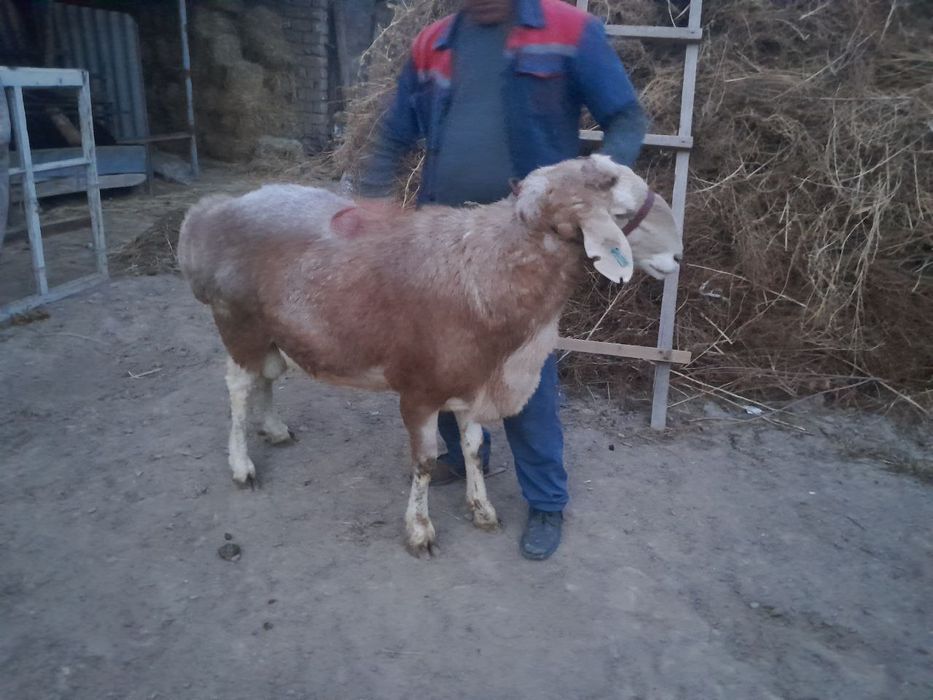 Zottor qoʻchqor sotiladi