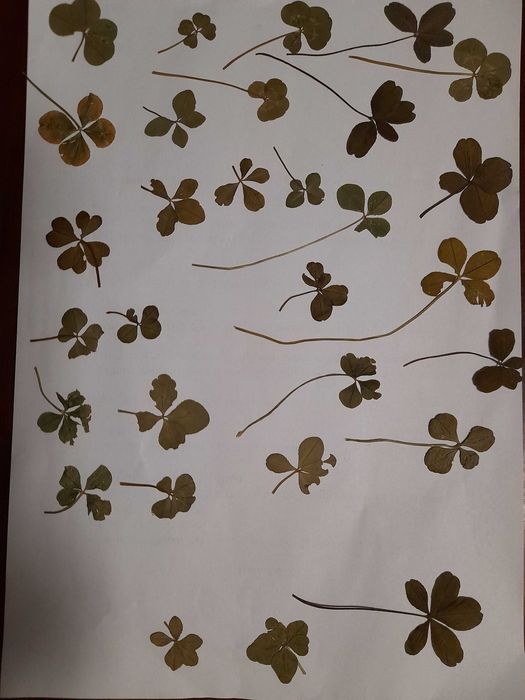 Четирилистни детелини