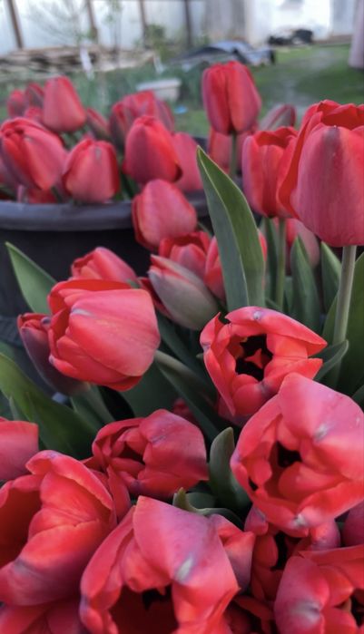 Тюльпаны с огорода