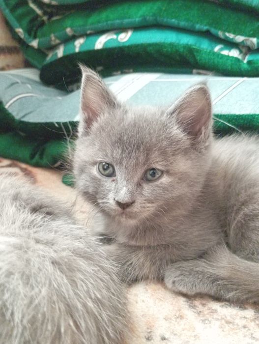 Отлам в добрые руки двух котят
