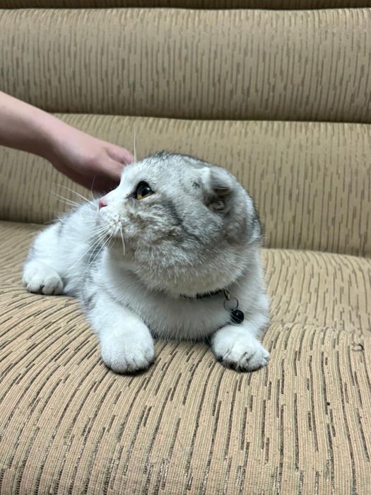 Шотландская кошка