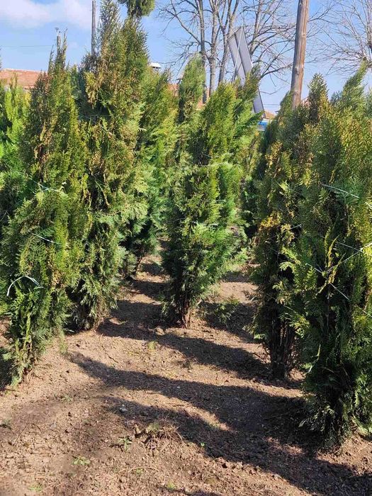 Източна туя за продан от с. Поликраище, Великотърновско