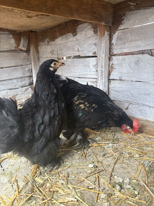 Vand cochinchina pitic negru oferta limitata !!!