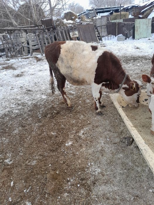 Продам тёлочек продам.