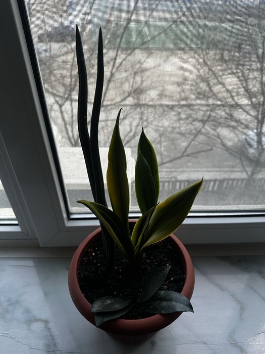 Продам комнатное растение